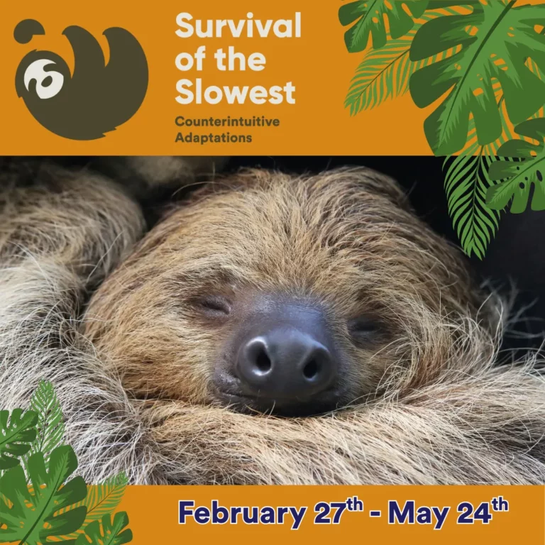 Survival of the Slowest Exhibit at Whitaker Center